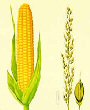 Celiaqu�a: La intolerancia al gluten