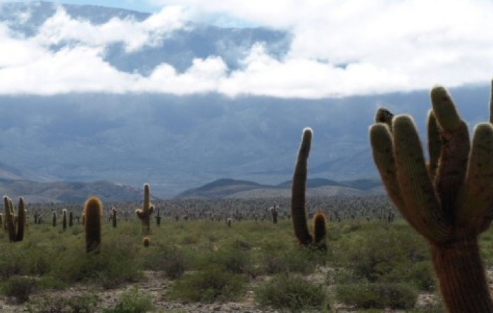 Parque Nacional Los Cardones